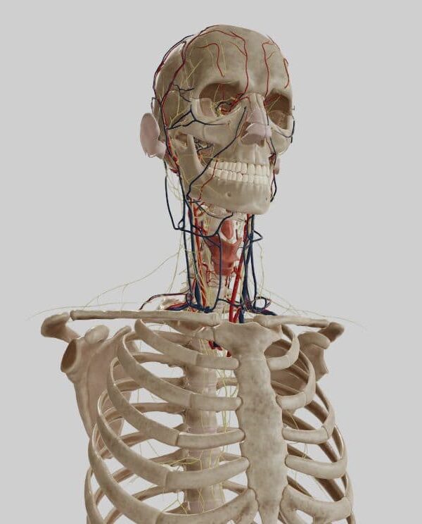 How to Memorize Anatomy, Pathology, and Physiology Quickly? Top 10 Tips