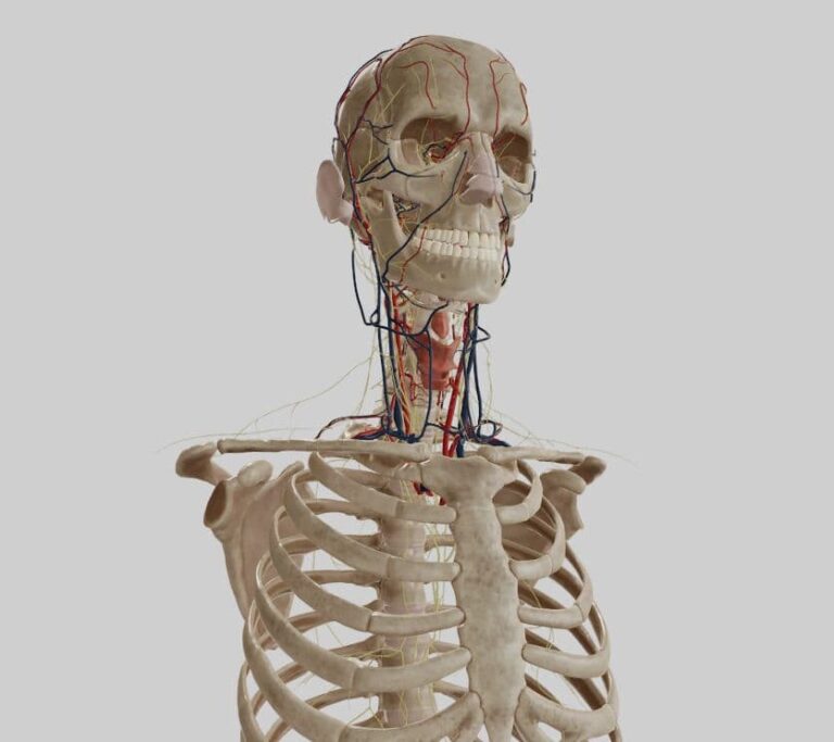 How to Memorize Anatomy, Pathology, and Physiology Quickly? Top 10 Tips
