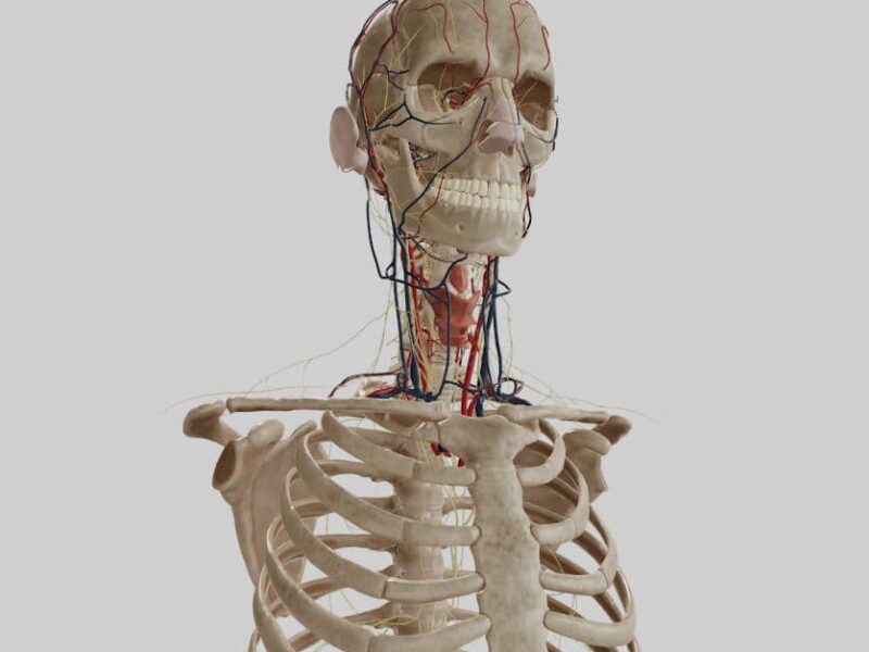 How to Memorize Anatomy, Pathology, and Physiology Quickly? Top 10 Tips